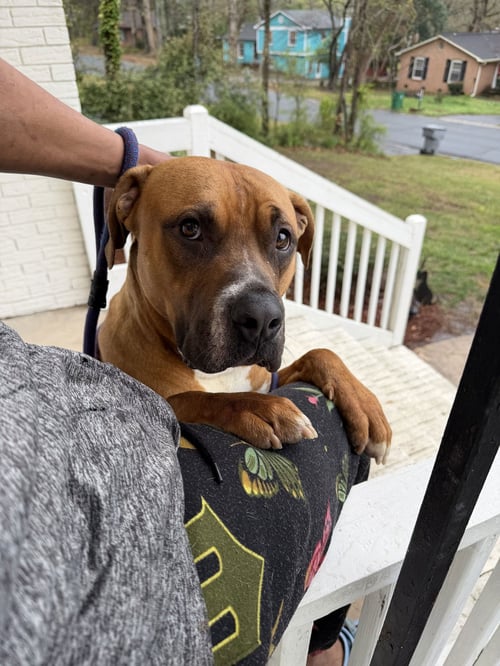 GEORGIE - Boxer / Terrier available for adoption