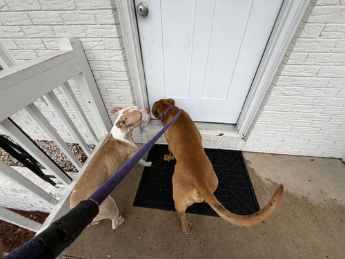 GEORGIE - Boxer / Terrier available for adoption