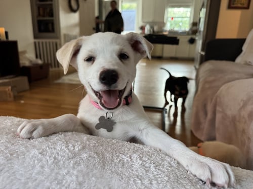 TAYLOR - CARLY SIMON LITTER - Husky / Shepherd available for adoption