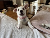 Taylor - Carly Simon Litter - Photo 4