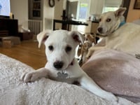 Taylor - Carly Simon Litter - Photo 3