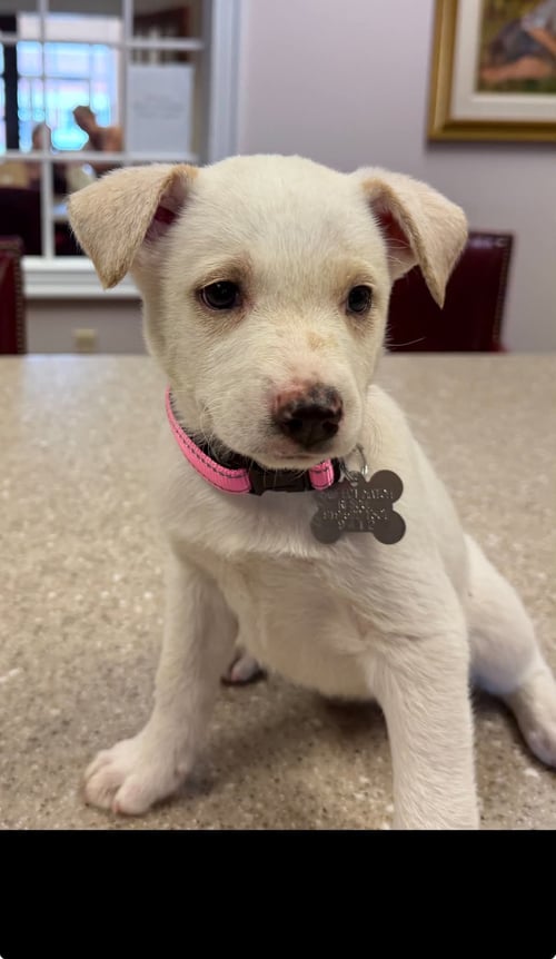 TAYLOR - CARLY SIMON LITTER - Husky / Shepherd available for adoption