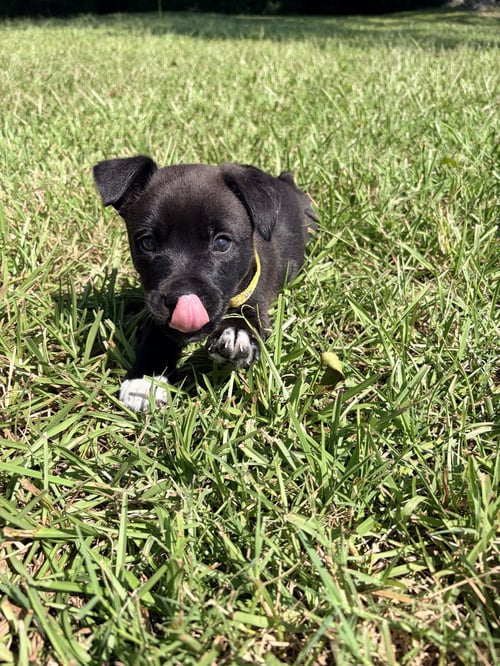 POTTER (HARRY POTTER LITTER) - Labrador Retriever / Terrier available for adoption