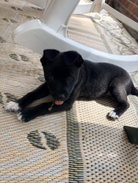 Potter (Harry Potter Litter) - Photo 2