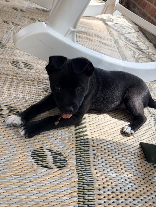 POTTER (HARRY POTTER LITTER) - Labrador Retriever / Terrier available for adoption