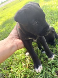 Potter (Harry Potter Litter) - Photo 3