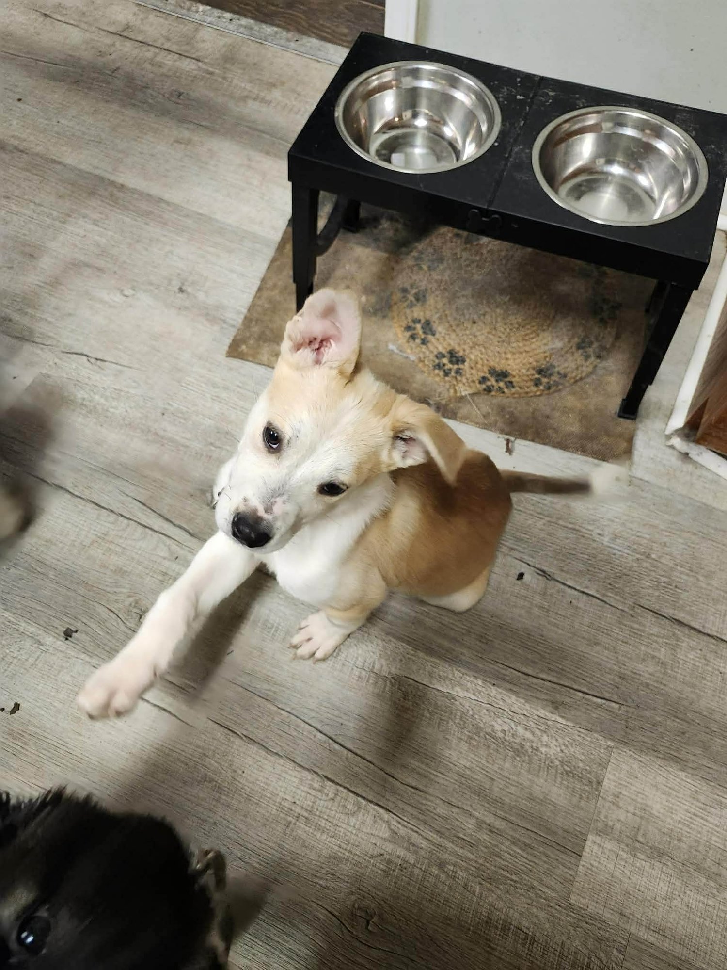 ORION - FUZZY BUTT LITTER - Shepherd available for adoption