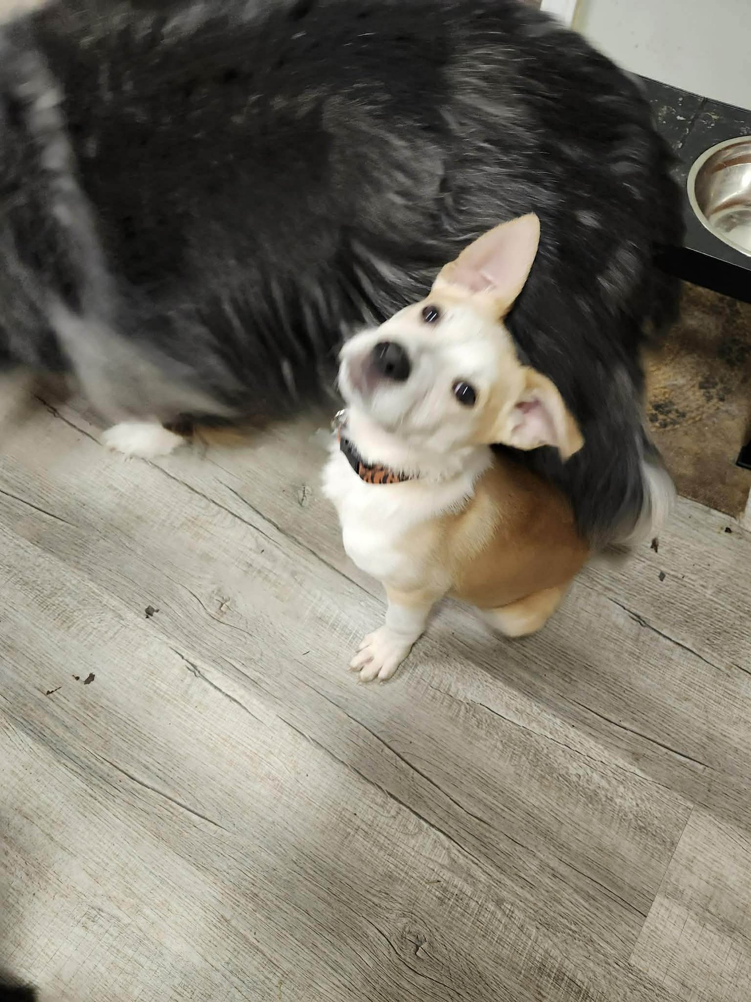 ORION - FUZZY BUTT LITTER - Shepherd available for adoption