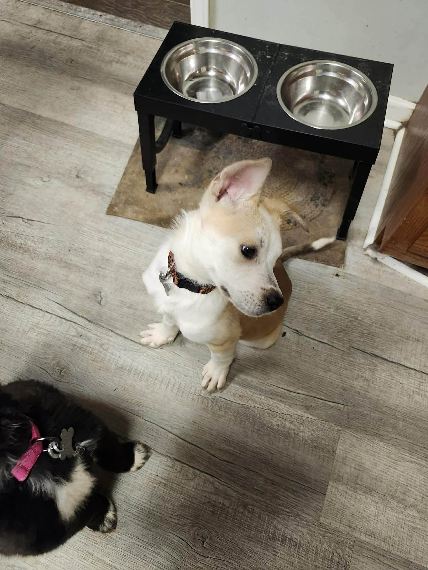 Orion - Fuzzy Butt Litter - Photo 3