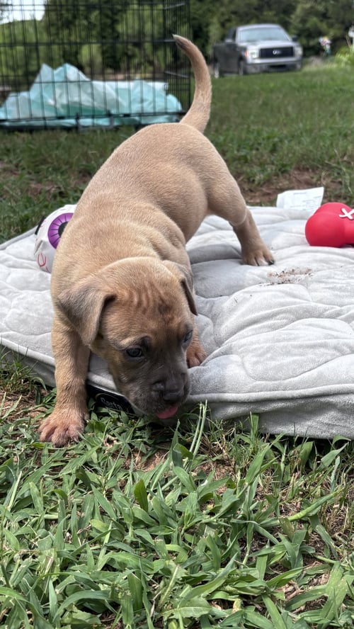TWINKIE - CORA'S LITTER - American Staffordshire Terrier available for adoption