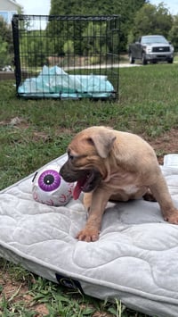 Twinkie - Cora's Litter - Photo 2
