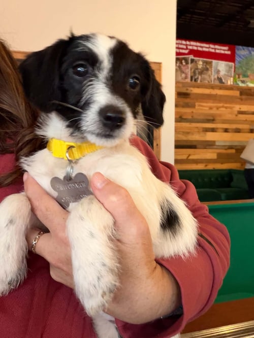 BEBE - "B" LITTER - Terrier / Dachshund available for adoption