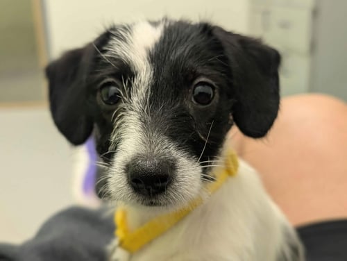 BEBE - "B" LITTER - Terrier / Dachshund available for adoption