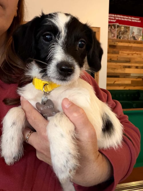 BEBE - "B" LITTER - Terrier / Dachshund available for adoption