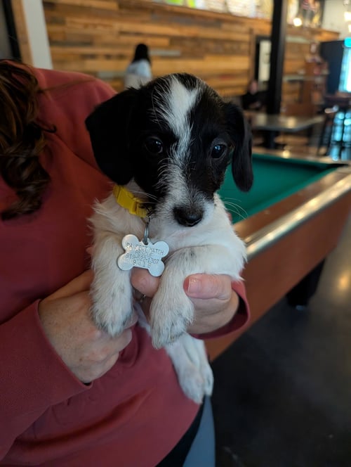 BEBE - "B" LITTER - Terrier / Dachshund available for adoption