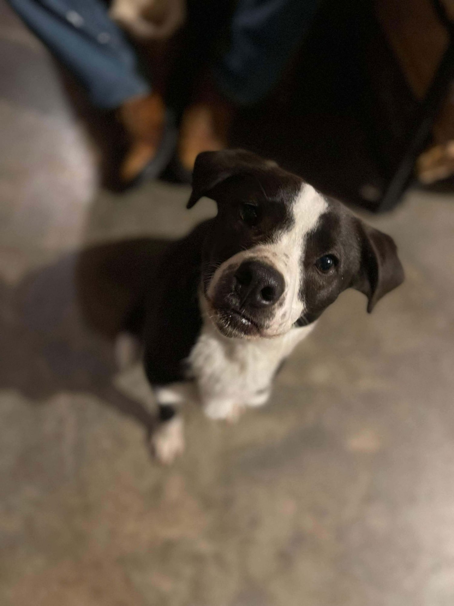 OREO - Labrador Retriever available for adoption