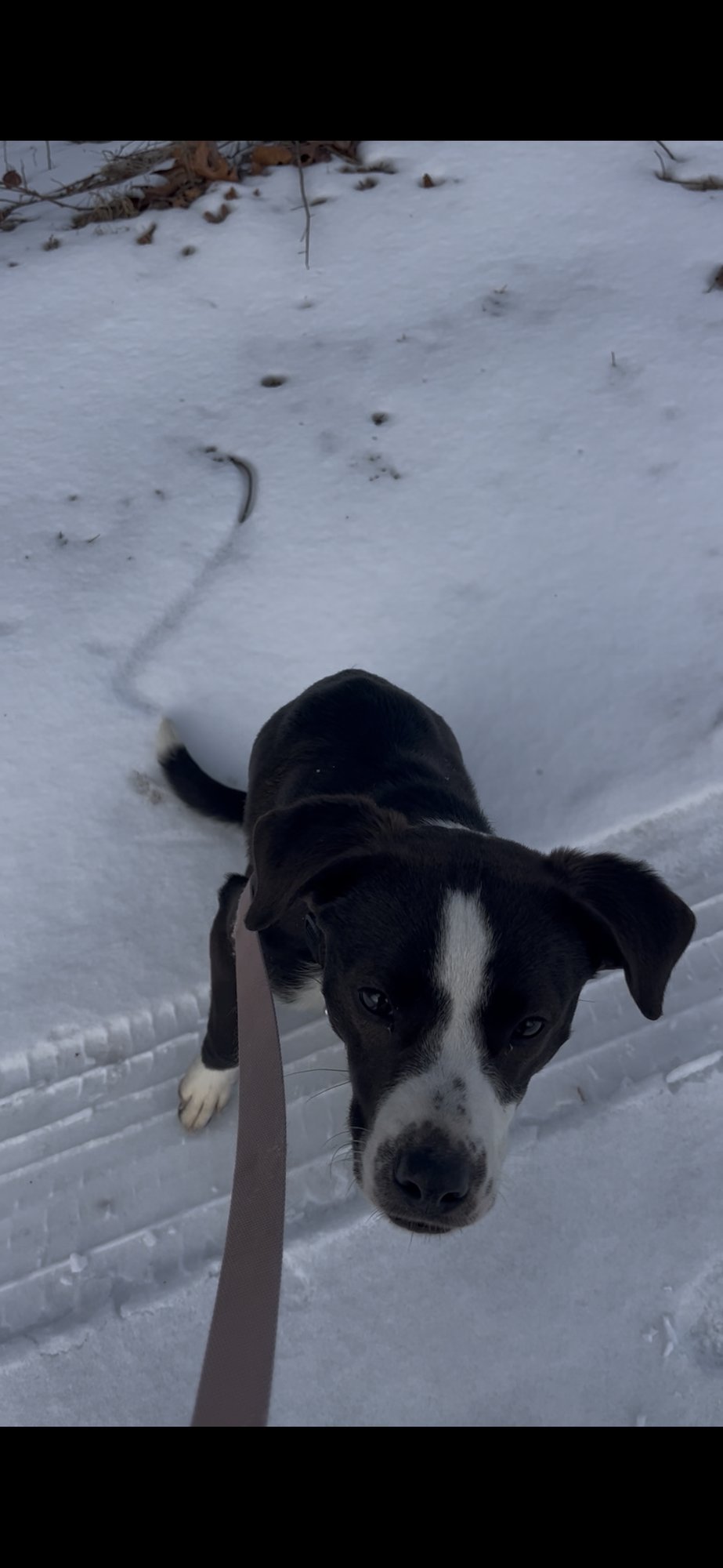 OREO - Labrador Retriever available for adoption