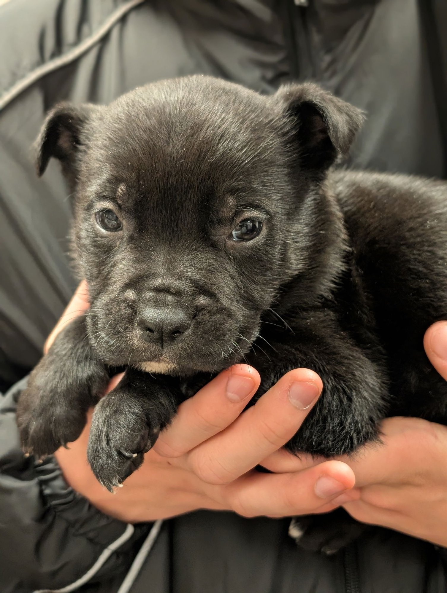 MARS (PLANET LITTER) - German Shepherd Dog available for adoption