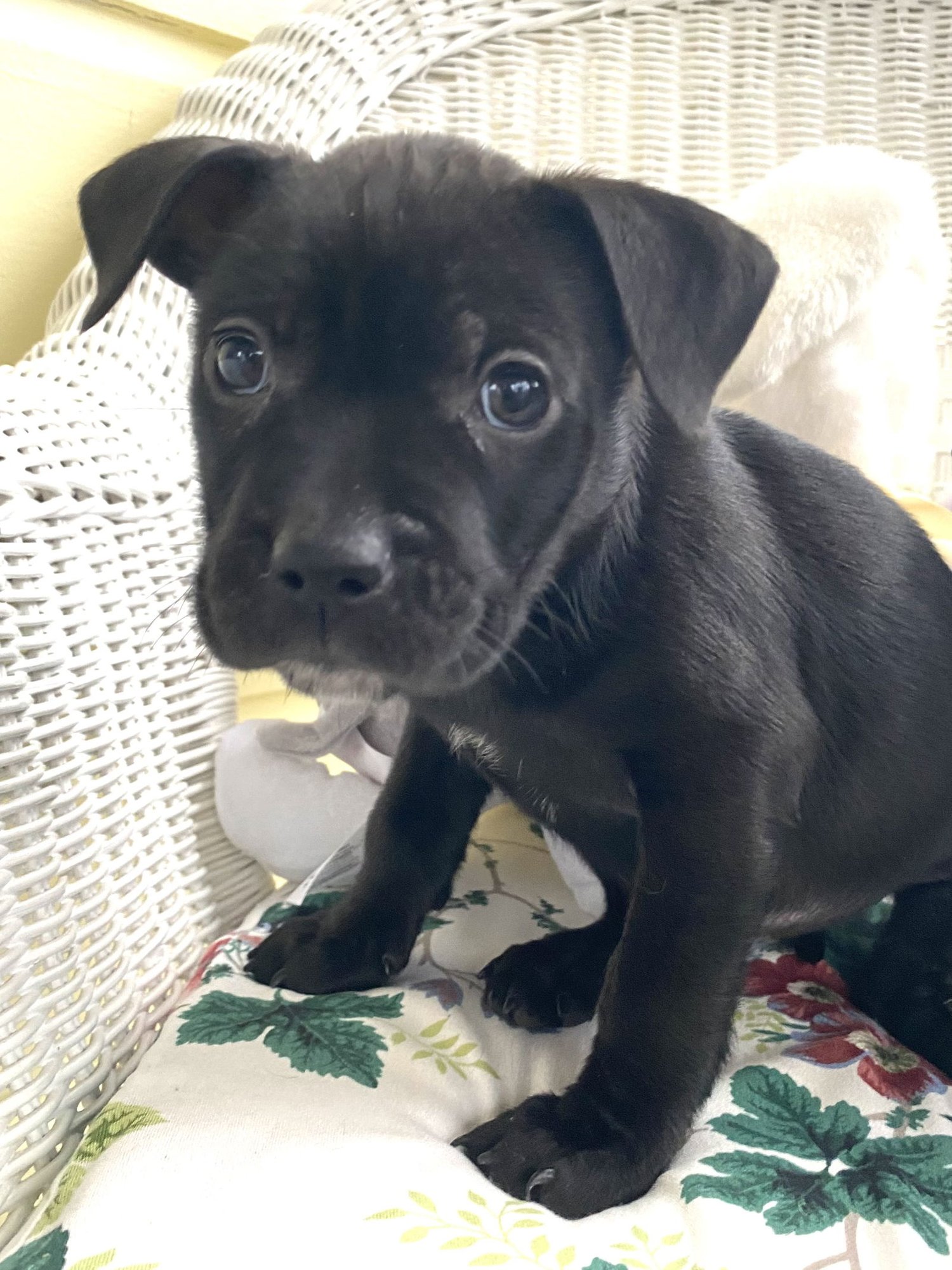 MAGGIE - Hound / Australian Cattle Dog/Blue Heeler available for adoption