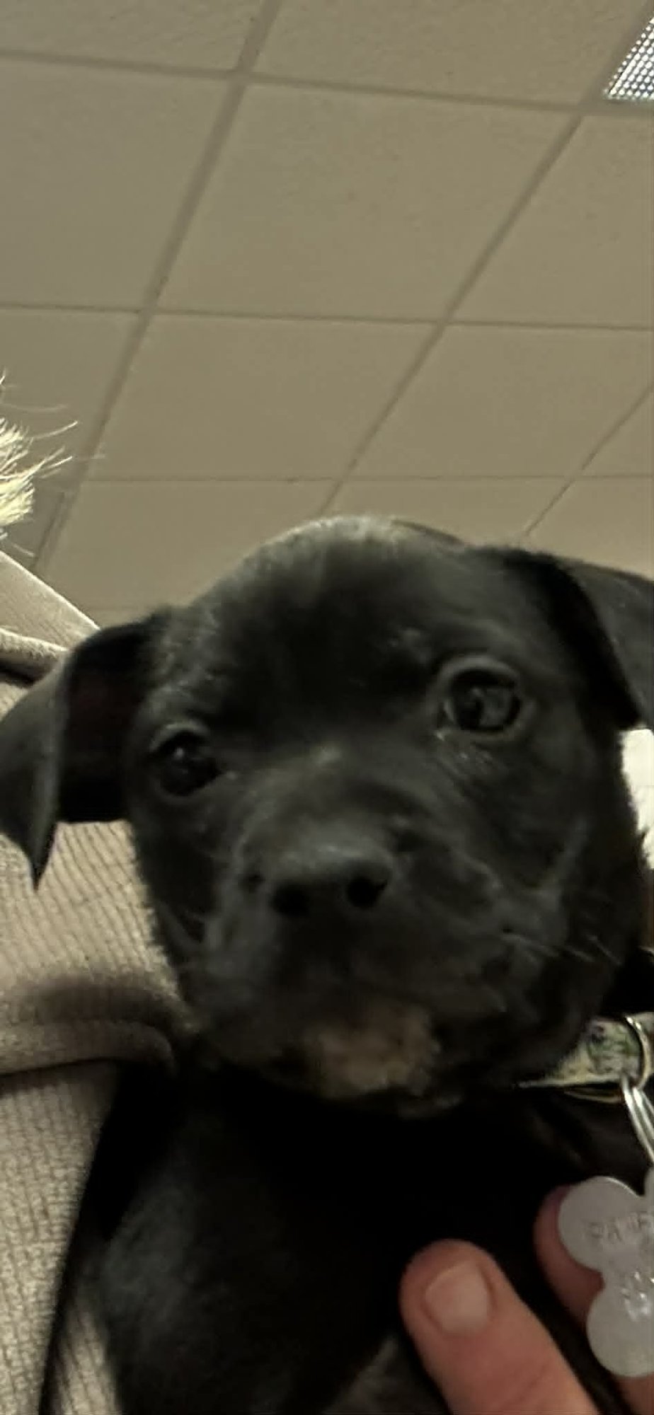 MAGGIE - Hound / Australian Cattle Dog/Blue Heeler available for adoption