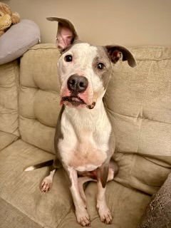 BUSTER - Terrier / Australian Cattle Dog/Blue Heeler available for adoption