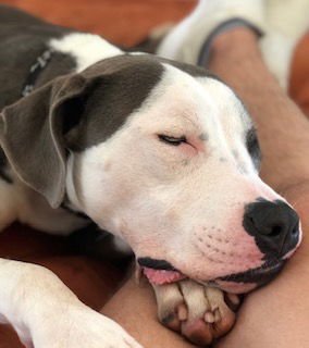 BUSTER - Terrier / Australian Cattle Dog/Blue Heeler available for adoption