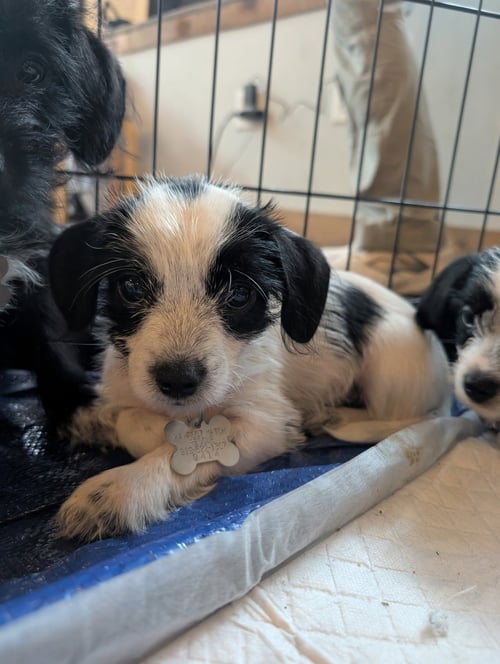BAYLEY - "B" LITTER - Terrier / Dachshund available for adoption