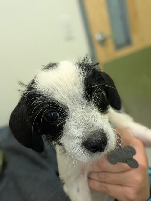 BAYLEY - "B" LITTER - Terrier / Dachshund available for adoption