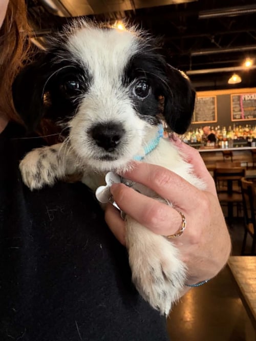 BAYLEY - "B" LITTER - Terrier / Dachshund available for adoption