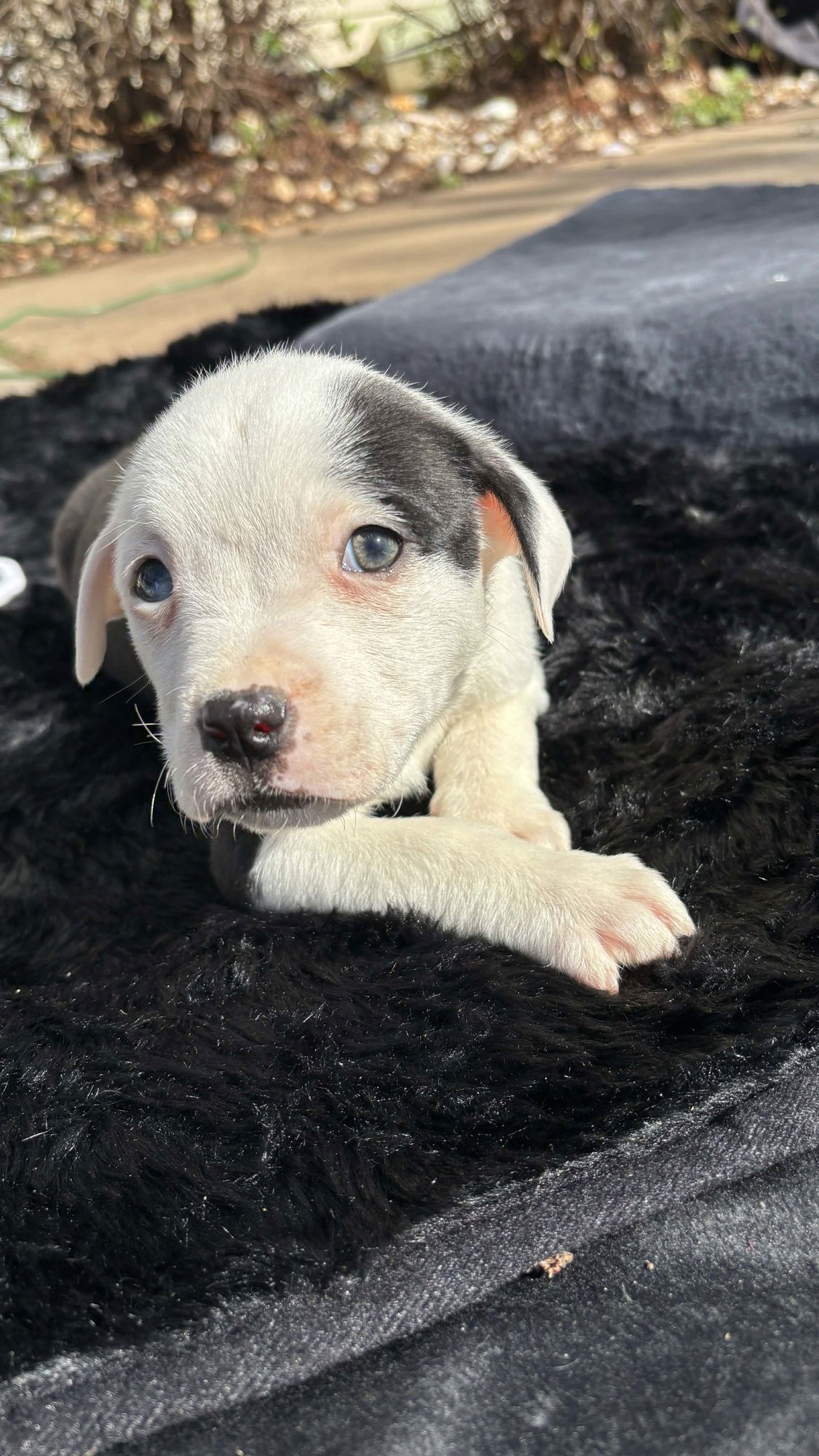 BLISS (BLOSSOM LITTER) - Labrador Retriever / American Pit Bull Terrier available for adoption