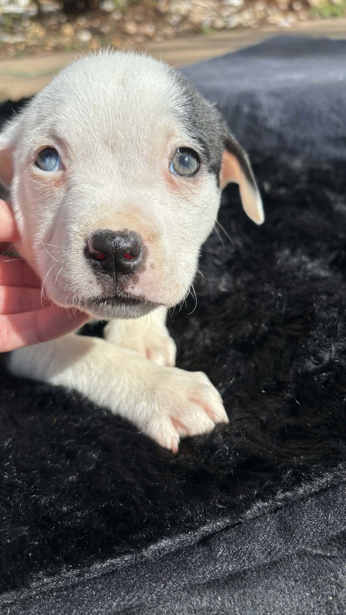 Bliss (Blossom Litter) - Photo 3