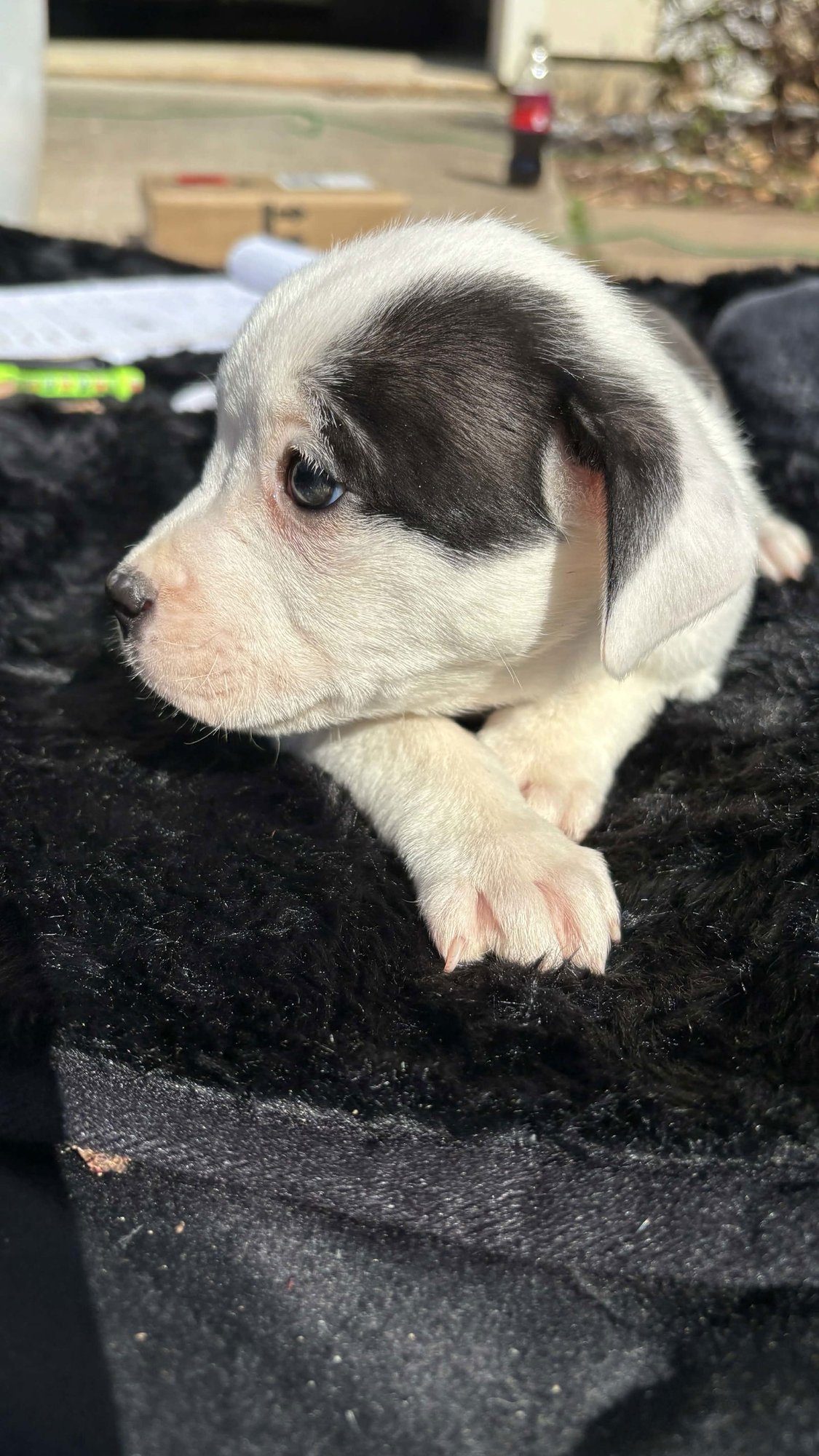 Bliss (Blossom Litter) - Photo 4