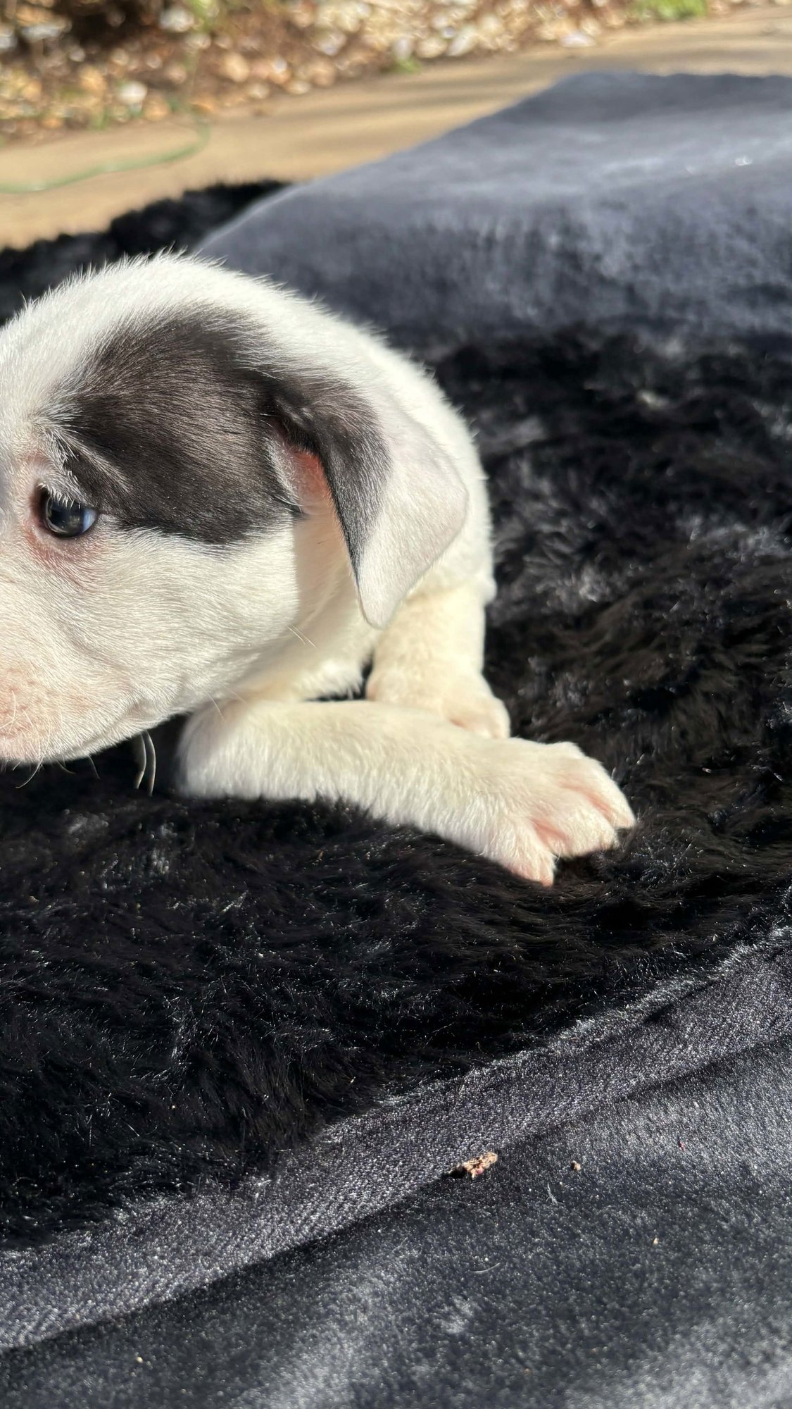 Bliss (Blossom Litter) - Photo 5