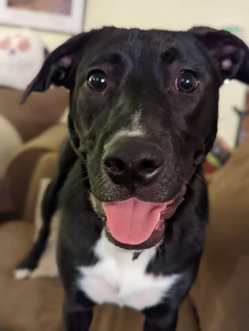 LANE - Great Pyrenees / American Staffordshire Terrier available for adoption