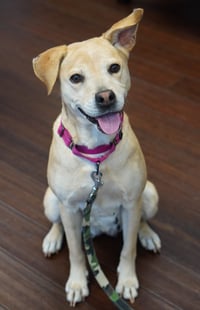 Peaches - Photo 1
