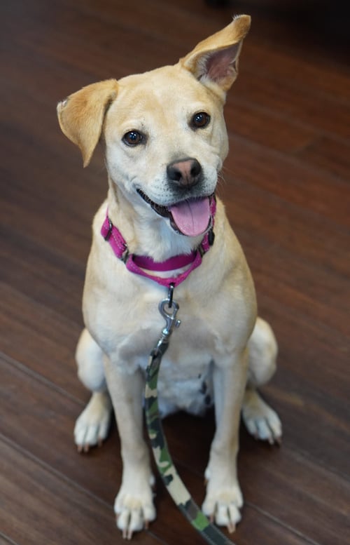 PEACHES - Hound / Labrador Retriever available for adoption