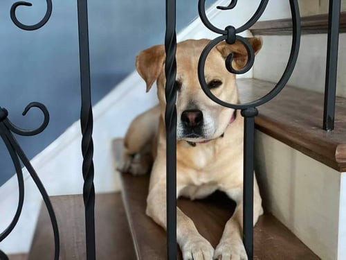 PEACHES - Hound / Labrador Retriever available for adoption