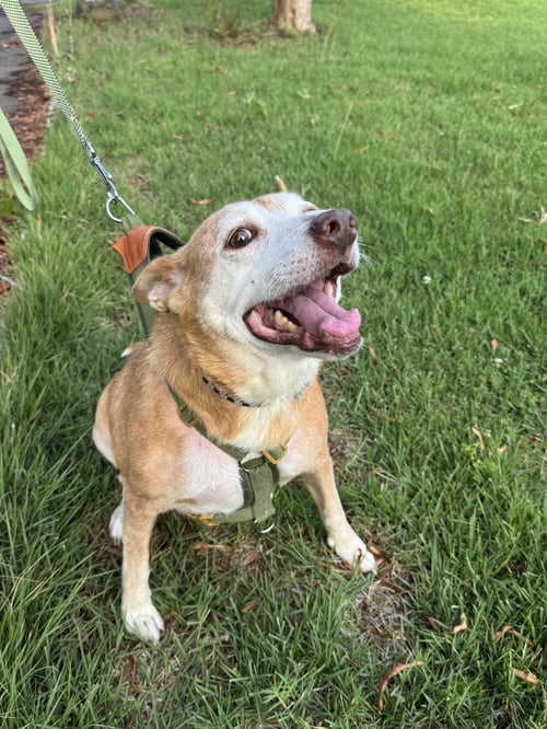 LORELAI DAISY - Retriever / Beagle available for adoption