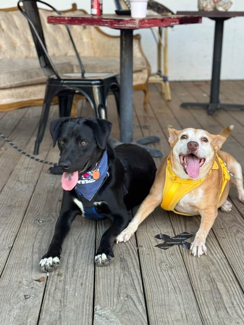 LORELAI DAISY - Retriever / Beagle available for adoption
