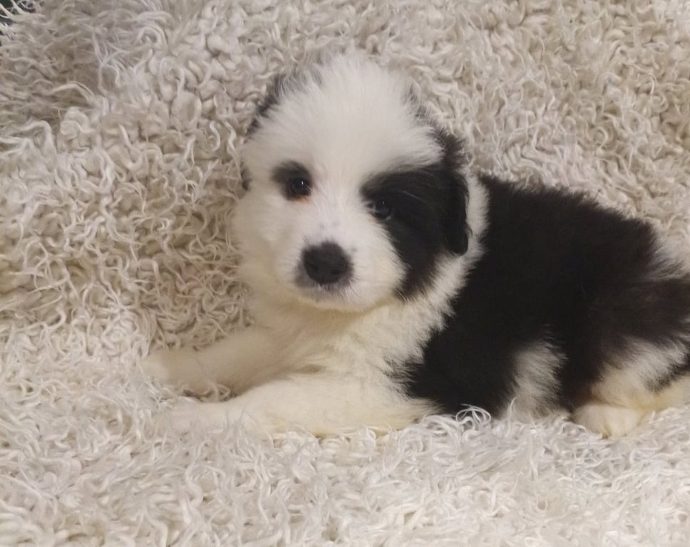 Aurora - Disney Litter Image