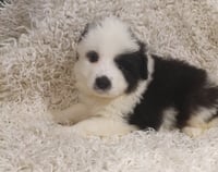 Aurora - Disney Litter - Photo 1