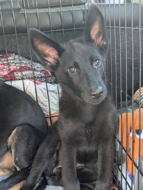 LUPA - German Shepherd Dog available for adoption