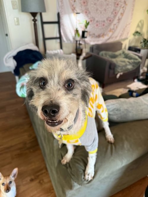 BOBA - Poodle (Miniature) / Australian Shepherd available for adoption