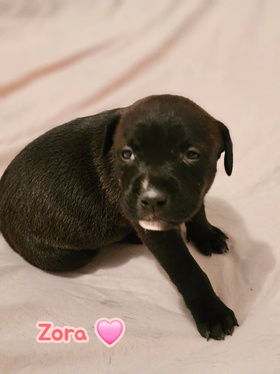 Zora- stormie litter Image