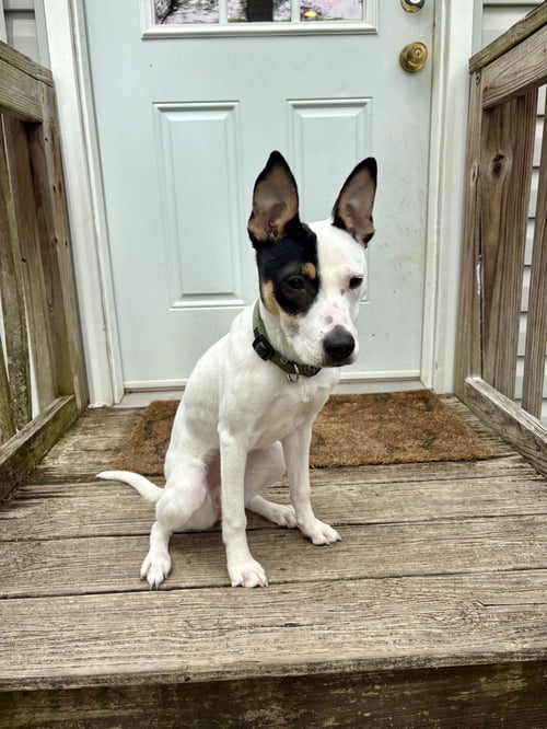 WILLAMENA - American Staffordshire Terrier available for adoption