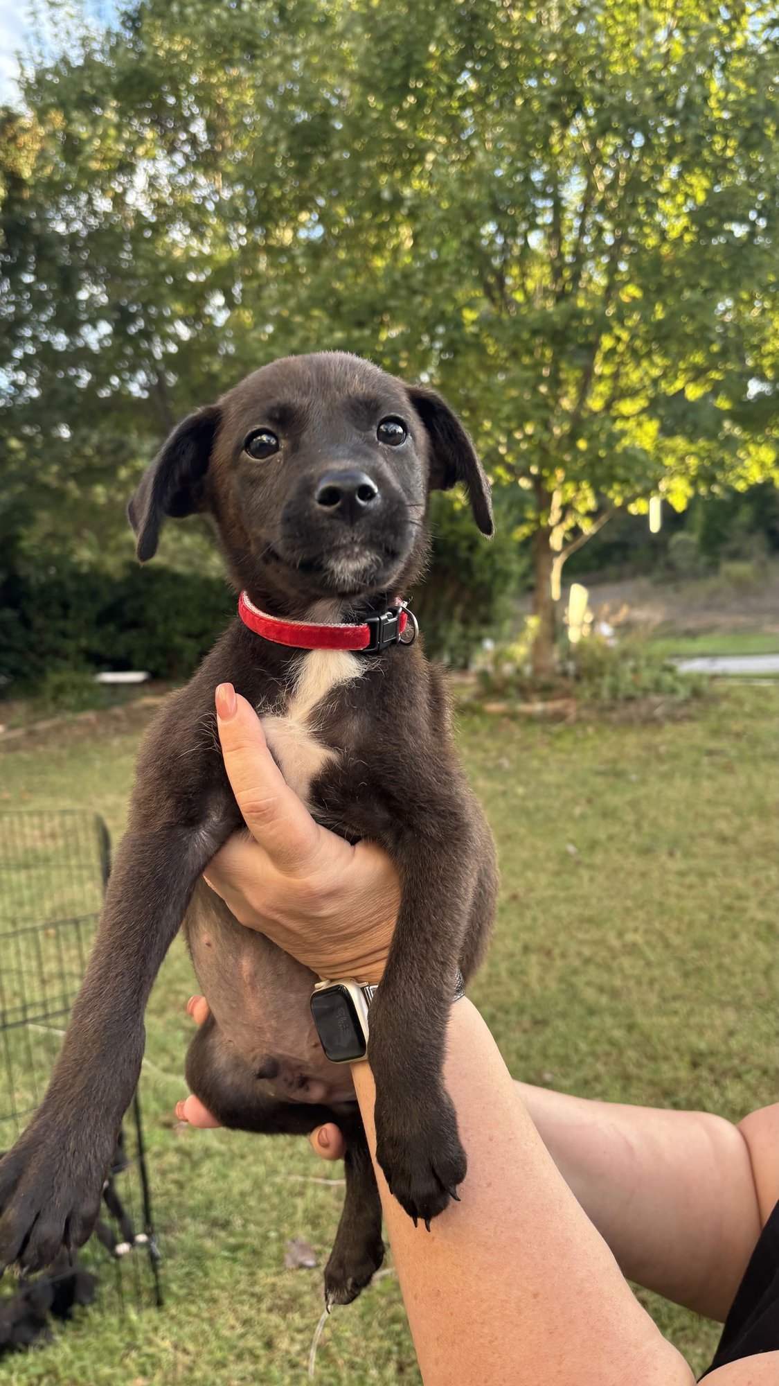 EUGENE - OREGON LITTER - Labrador Retriever / Terrier available for adoption