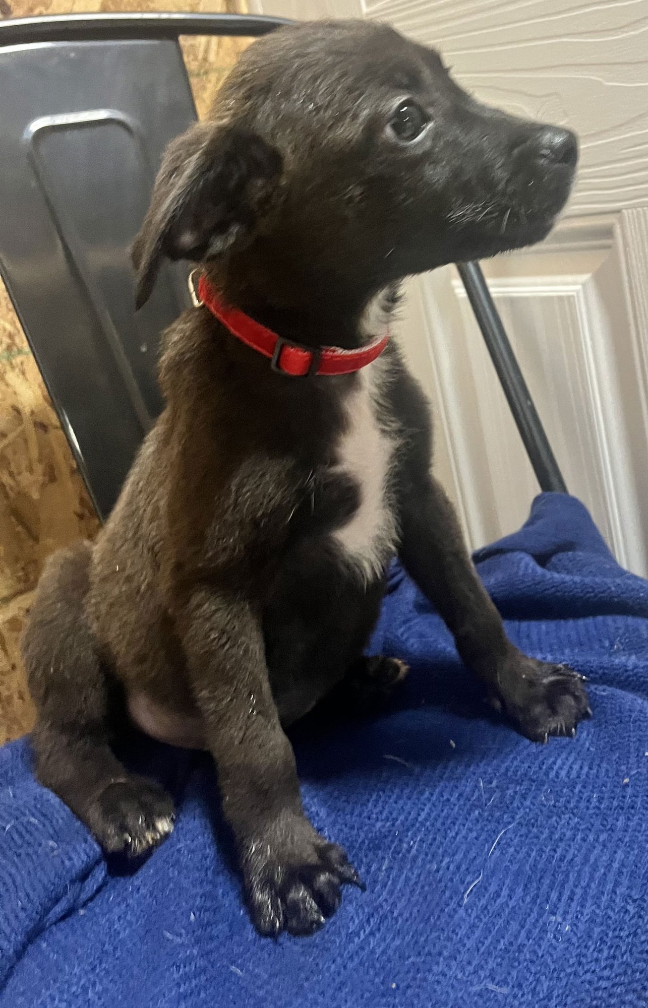 EUGENE - OREGON LITTER - Labrador Retriever / Terrier available for adoption