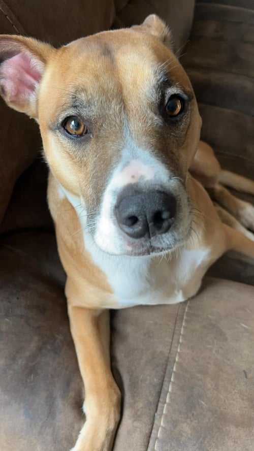 HONEY (COURTESY) - American Pit Bull Terrier available for adoption