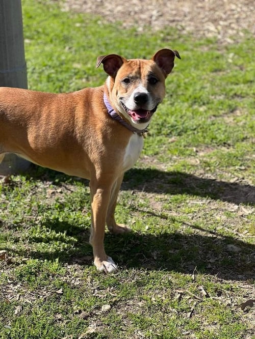 HONEY (COURTESY) - American Pit Bull Terrier available for adoption