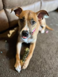 Honey (Courtesy) - Photo 4